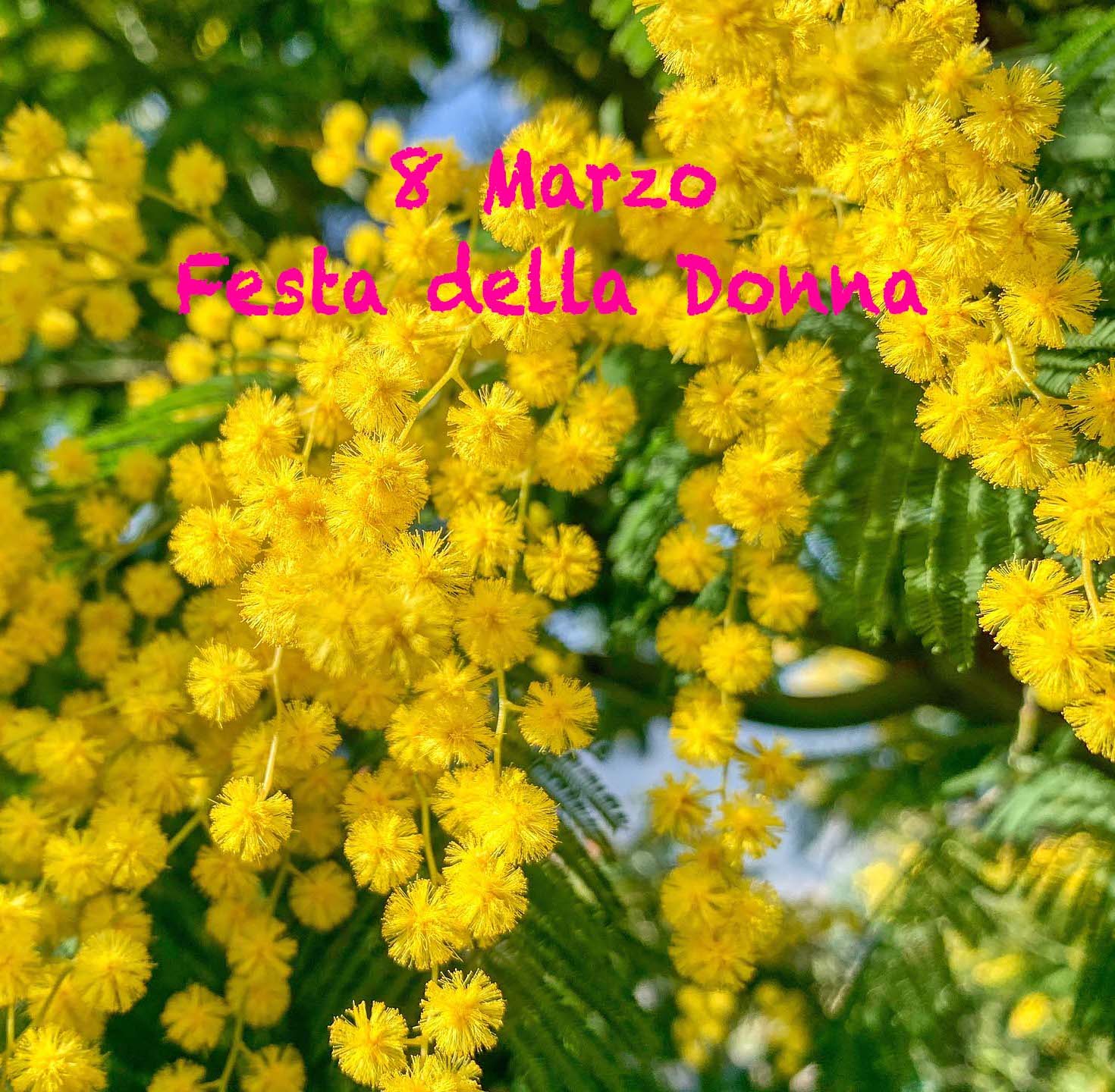 8 marzo - Mimose Festa della Donna